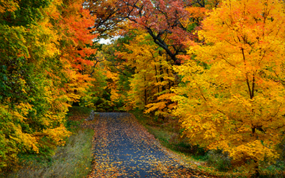 Trees changing color in the fall